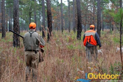 Old Yeller and Quails