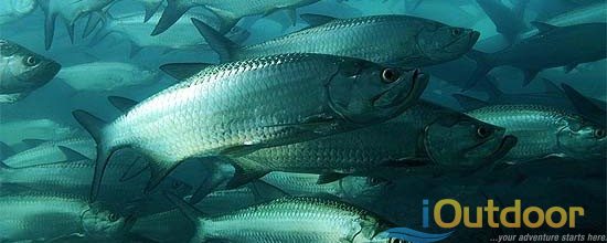 Tips for Tarpon