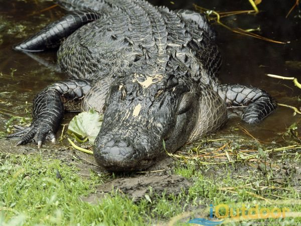 ALLIGATOR HUNTING IN FLORIDA!