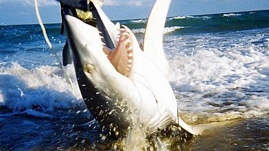 Miami Beach Shark Fishing Charters