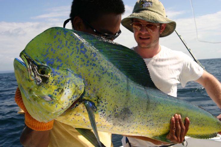 How fast do dolphin fish grow?
