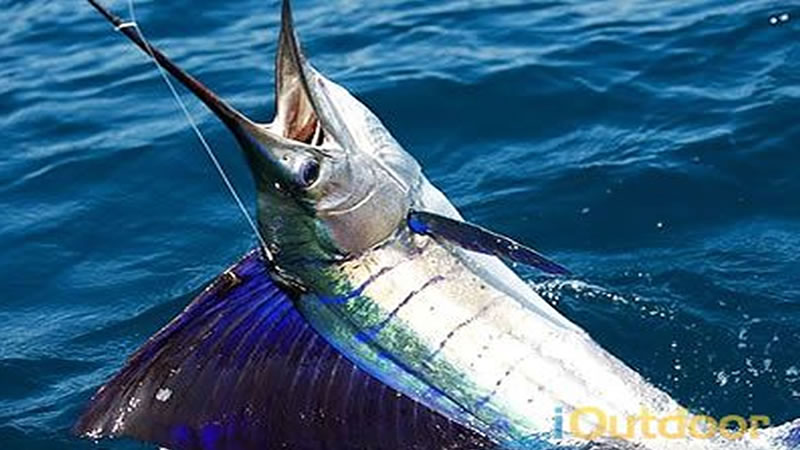South Florida Sailfish Fishing Charter out of Pompano Beach