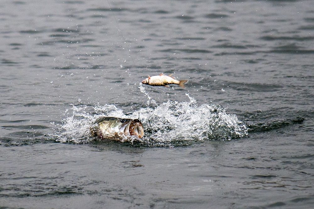 Shiner Fishing and Big Bass! The Only Way to Fish!