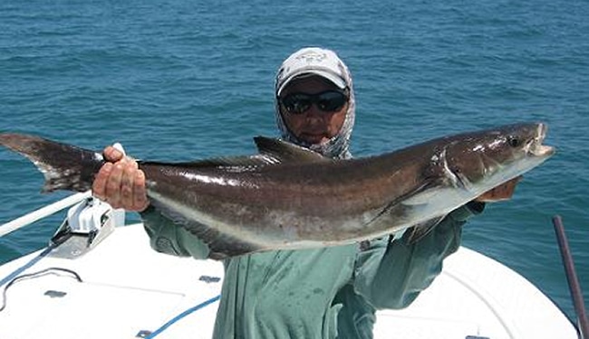 Cobia bait? What to Use Natural, Artificial Bait?