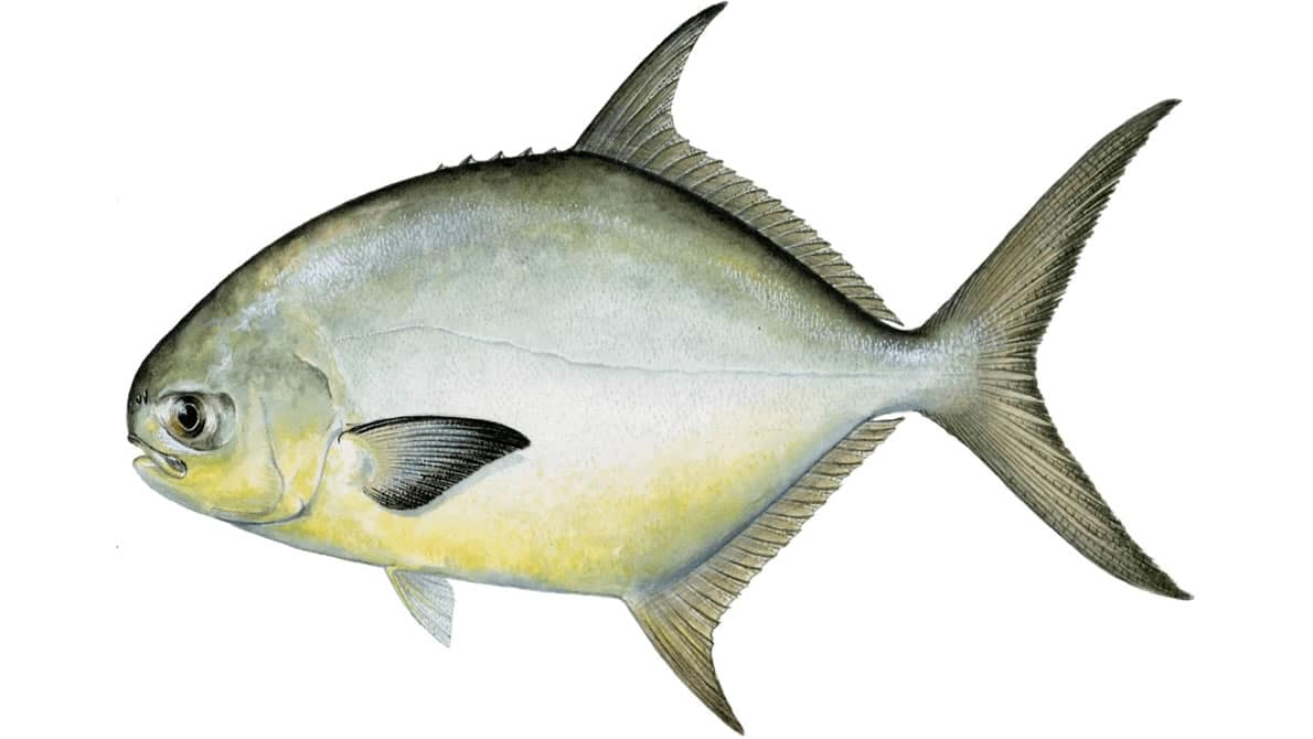 How to Catch Pompano