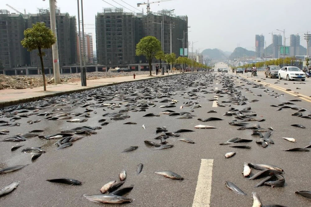 Fish Rain: Can Fish Fall from the Sky?