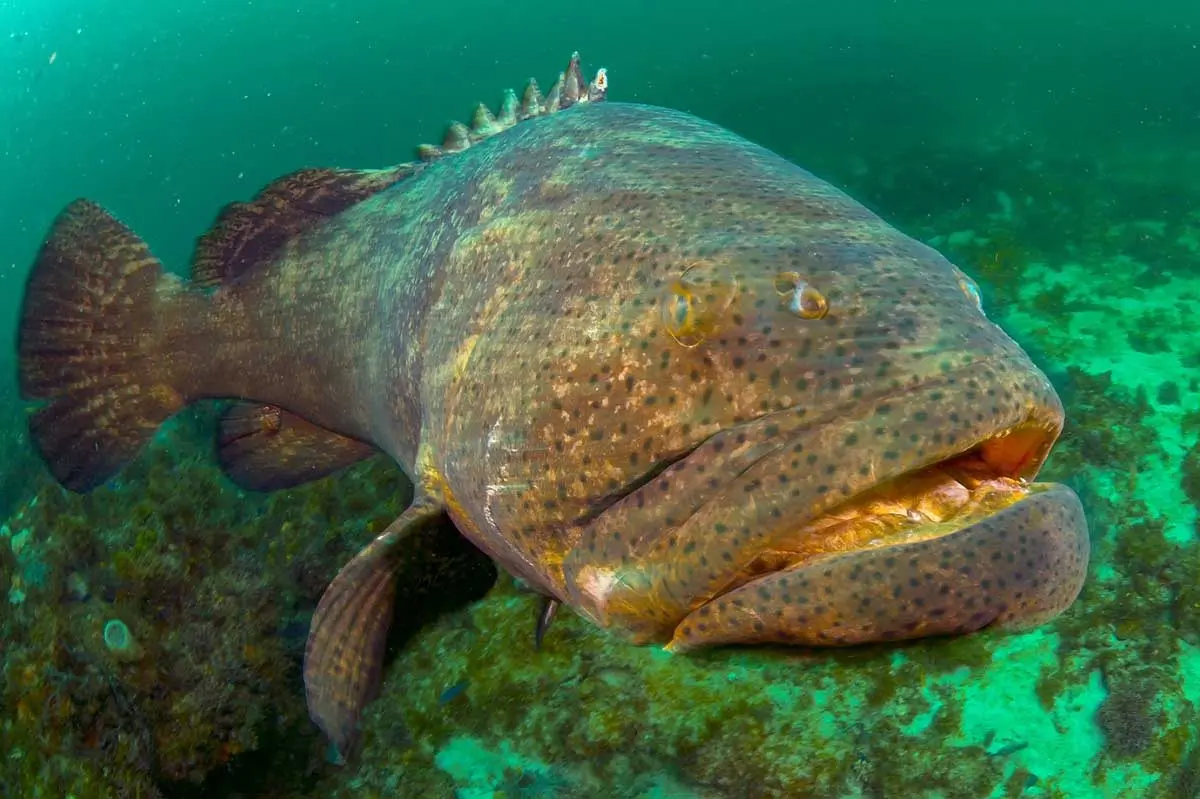 Yellowfin Grouper