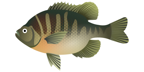 Bluegill