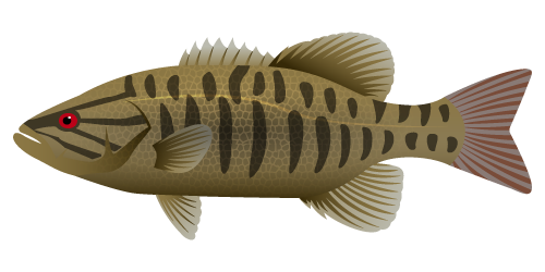 Smallmouth Bass