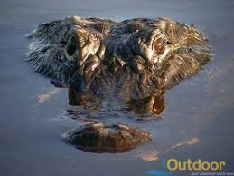 Gator Hunting / Alligator hunting