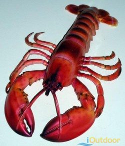 Storing Lobster