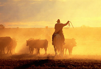 Cattle drive %Fishing Charters%