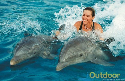 Swim with our Sea Dwelling Friends
