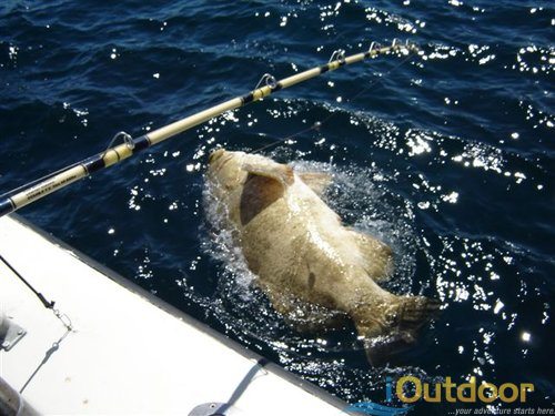 The Grouper –a bottom and drift fishing favorite!