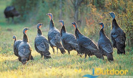 Gobble, Gobble- The Turkey’s Gotta Eat