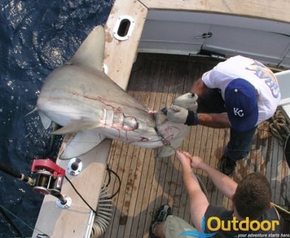 Catching Our Predators that Lurk in the Deep