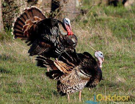 The Meanest, Nastiest Bird in the South