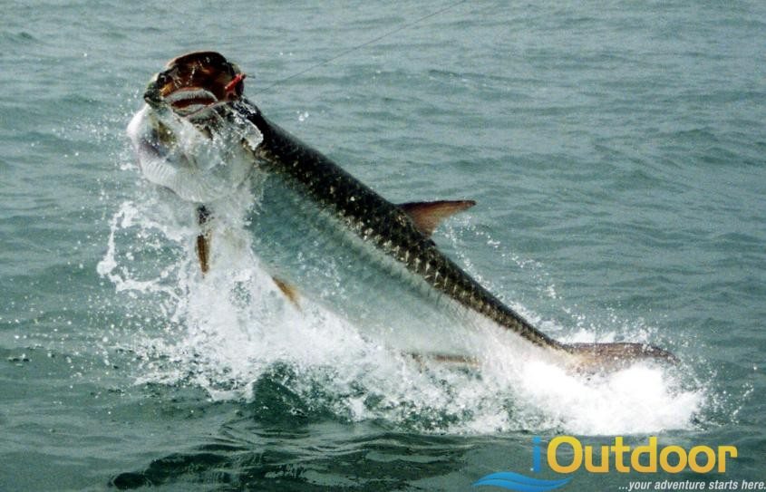 Where to go Tarpon Fishing in Florida?